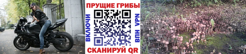 Галлюциногенные грибы мицелий  где найти   Сим 